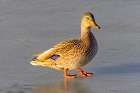 USA, Colorado, Fort Collins. Female mallard duck in water. Art Print
